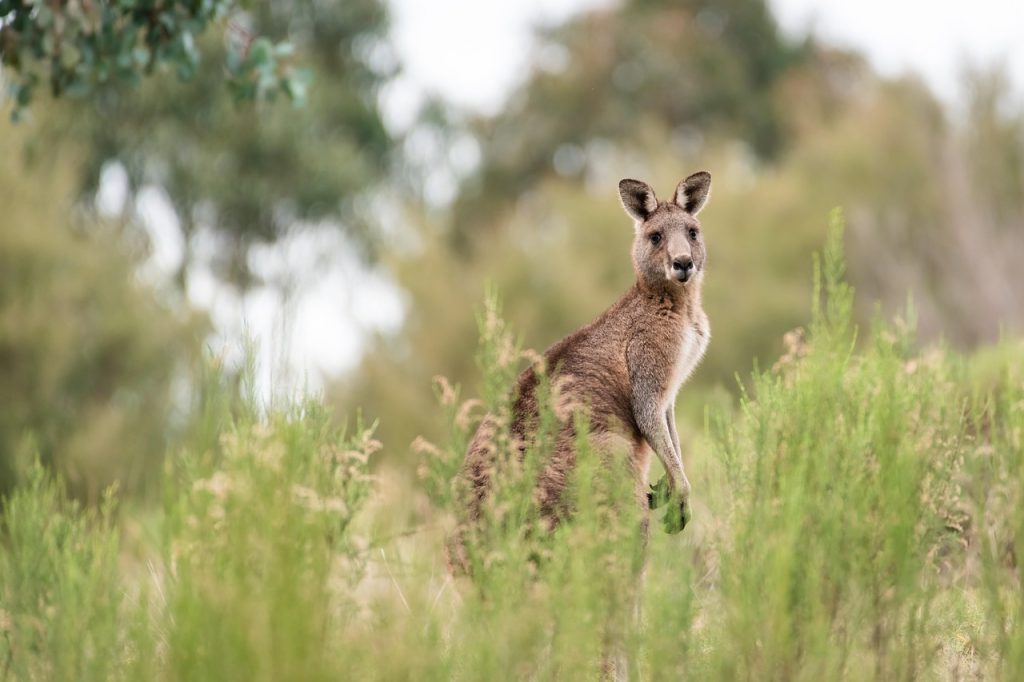 kangaroo, eastern grey kangaroo, animal, mammal, macropus giganteus, marsupial, macropod, herbivore, wildlife, wild, fauna, wildlife photography, nature, australian, australia, kangaroo, kangaroo, kangaroo, kangaroo, kangaroo, australia, australia, australia